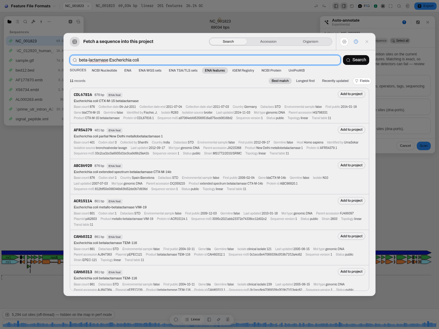 Searching ENA features for a beta-lactamase in E. coli.